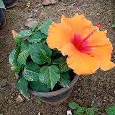 Why grow hibiscus as houseplants? Green Hibiscus Flower Plant Rs 300 Piece Khan Nursery Id 21757612888