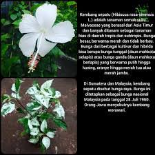 Rakyat malaysia kalau tak kenal tak tahu nak kata lah. Tanaman Bunga Sepatu Putih Variegata Bibit Pohon Kembang Hias Daun Shopee Indonesia