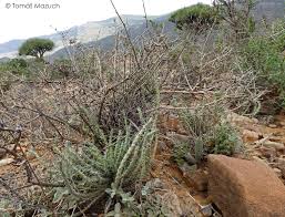 Image result for Duvalia polita