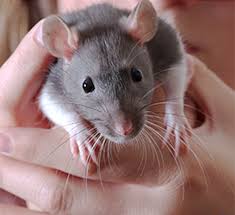 Signs that make a diagnosis of hps unlikely include rashes, conjunctival or other hemorrhages, throat or conjunctival erythema, petechiae, and peripheral or periorbital edema. Here S The Virus That People Are Catching From Their Pet Rats