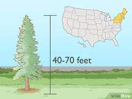 Hobby farming means that you are not trying. 4 Ways To Start A Tree Farm Wikihow