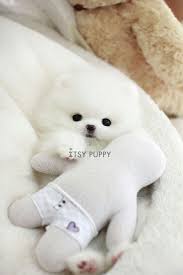 Yorkies, chihuahuas, morkies, maltese, poodles, shih tzus. Sold Cosmo Micro Pom Male Itsy Puppy Teacup Puppies For Sale In Ca Micro And Teacup Maltese Pomeranian Yo Teacup Puppies Poodle Puppy Cute Baby Animals