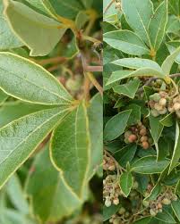 Image result for Searsia rehmanniana