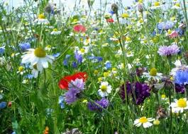 Résultat de recherche d'images pour "fleurs de printemps sauvages"