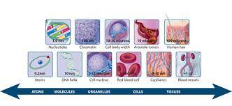 Pegs are blocked by big square holes. The Relative Scale Of Biological Molecules And Structures Learn Science At Scitable