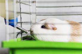 Check spelling or type a new query. How To Clean Your Guinea Pig S Water Bottle 4 Ways To Clean It Pocket Sized Pets