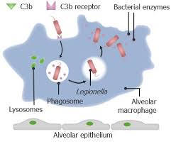 Image result for Legionella