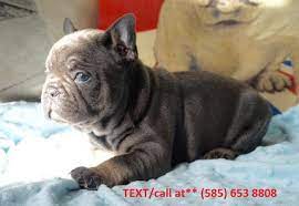 It is a very sturdy dog that can serve as a great companion. French Bulldog Puppies Available 1 For Sale In Nashville Tennessee Classified Americanlisted Com