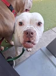 Meet Marley, adoptable pitbull mix at Macc