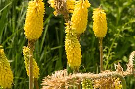 Image result for Kniphofia