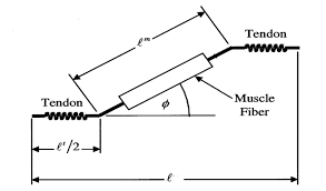 A must read if you suffer from tendonitis. A Diagram Of Muscle Tendon Unit That Shows The Relationship Of Download Scientific Diagram