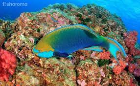 22 free images of parrot fish. Different Types Of Parrotfish And Interesting Facts About Them