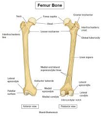A labeled diagram of a long bone. Femur Bone Anatomy Landmarks And Muscle Attachments In 2021 Basic Anatomy And Physiology Skeletal System Anatomy Femur Bone