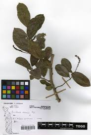 Image result for Antidesma venosum