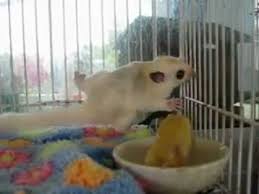 Platinum sugar gliders carry the leucistic gene but leucistic gliders do not carry the platinum gene. Platinum Mosaic Sugar Glider Youtube