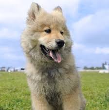 Our four girls pacha, maisie, layla and nirvana are very much part of our family and we consider them to be not 'pets. Eurasier Breed Information Characteristics Heath Problems Dogzone Com