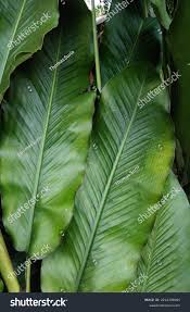 Image result for Renealmia