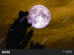 Over 999 moon cactus pictures to choose from, with no signup needed. Full Moon Back Image Photo Free Trial Bigstock