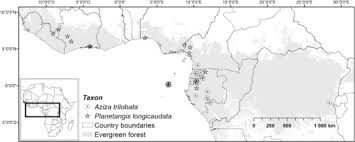 Image result for Nephrangis filiformis