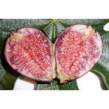 Violette de bordeaux fig trees often produce a breba crop. Fig Violette De Bordeaux Ficus Carica Berry Plants Fruit Plants Ficus