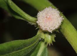 Image result for Struchium