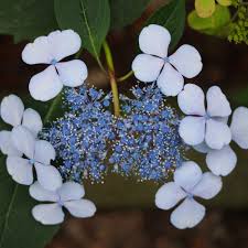 Image result for Hydrangea