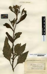 Image result for Senecio latifolius