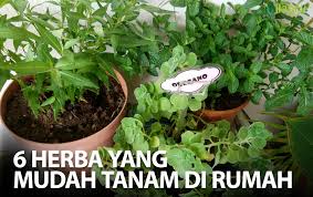 Anak pokok herba rosemary beserta pasu. Baja Milagro 6 Tanaman Herba Yang Mudah Tanam Di Rumah Facebook