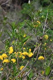 Image result for Ochna natalitia