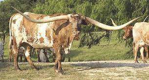 The Longest Longhorns Community Baycitytribune Com