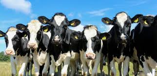 It's caused by the bacterium mycobacterium bovis (m. Cost And Scale Of Field Trials For Bovine Tb Vaccine May Make Them Unfeasible University Of Cambridge