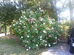 Confederate Rose Tree