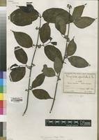 Image result for Rytigynia sp. M