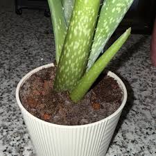Image result for Aloe pienaarii