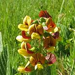 Image result for Eriosema cordatum