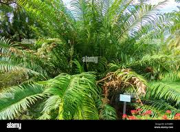 Image result for Encephalartos villosus