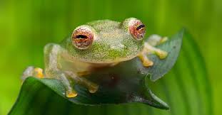Image result for glass frog