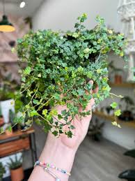 Image result for Ficus pumila