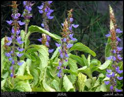 Image result for Coleus barbatus