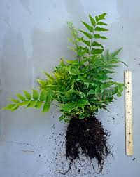 Cyrtomium fortunei, commonly called holly fern, has fronds that resemble holly branches. Cyrtomium Fortunei Japanese Holly Fern For Sale