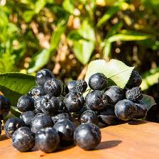 Aronia is a genus of deciduous shrubs, the chokeberries, in the family rosaceae native to eastern north america and most commonly found in wet woods and swamps. Viking Black Chokeberry Aronia High Country Gardens