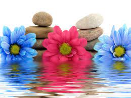 Wallpaper Flowers Water Reflection Rocks Petal Three Flowering Plant Daisy Family Flower Bouquet 1600x1200 Wallpaperup 710711 Hd Wallpapers Wallhere