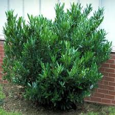 Image result for Jasminum schimperi