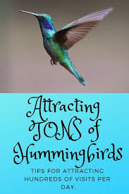 Birds That Start With A C Bring Hummingbirds And Birds To Your Backyard Nectar Feeder Humming Bird Feeders Bird Garden How To Attract Hummingbirds