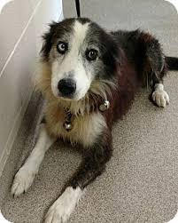 Troy Oh Border Collie Australian Shepherd Mix Meet Skipper A Dog For With Images Pets Border Collie Dog Adoption