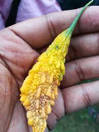 Bitter gourd juice is highly beneficial for treating blood disorders like blood boils and itching due to toxemia. Layekagri Pest Management In Bitter Gourd