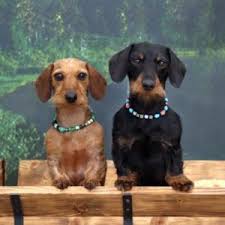 Our aim is to improve the breed. Merrywind Teckels Dachshund Colors Coats And Patterns