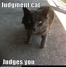 I See You What You Re Doing Is Not Right Judgment Cat Comes Cats World Cat Animals