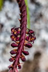 Image result for Bulbophyllum scaberulum