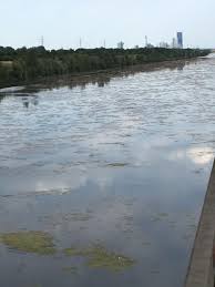 Dass die so gut erhalten ist, hat einen simplen grund. Pflanzenteppich Am Beginn Der Neuen Donau Wien Orf At
